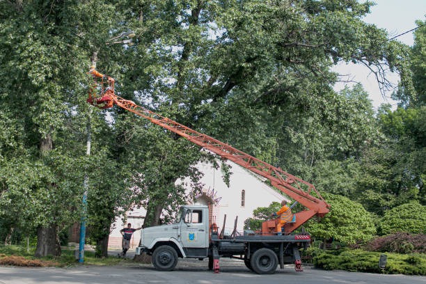 Essential Tree Care Methods for Modern Property Maintenance